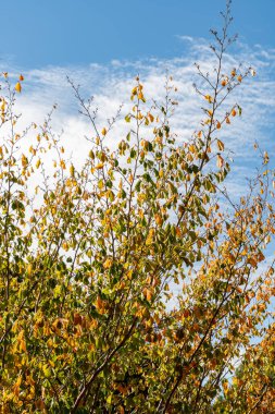 Zürih, İsviçre, 15 Eylül 2025 Hamamelis Japonica var Zuccarini veya botanik bahçesindeki Japon cadı fındığı fabrikası