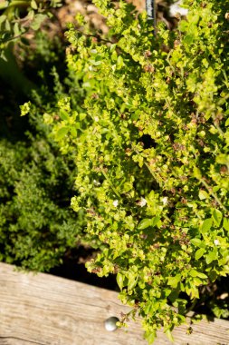 Zürih, İsviçre, 15 Eylül 2025 Botanik bahçesindeki Basilium veya fesleğen bitkisi