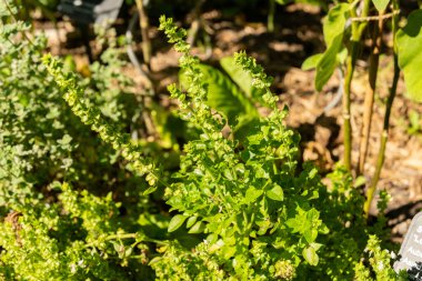 Zürih, İsviçre, 15 Eylül 2025 Botanik bahçesindeki Basilium veya fesleğen bitkisi
