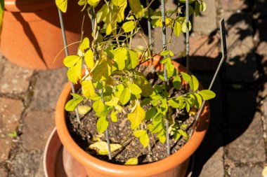 Zürih, İsviçre, 15 Eylül 2025 Klitoria Ternatea ya da botanik bahçesindeki Asya güvercin kanatları bitkisi