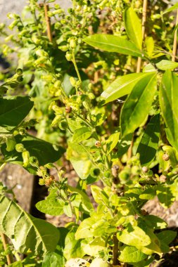 Zürih, İsviçre, 15 Eylül 2025 Nicotiana Rustica veya botanik bahçesindeki Aztek tütün fabrikası