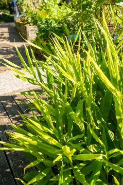 Zürih, İsviçre, 15 Eylül 2025 Zingiber Mioga veya botanik bahçesindeki Myoga tesisi