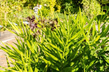 Zürih, İsviçre, 15 Eylül 2025 Zingiber Mioga veya botanik bahçesindeki Myoga tesisi