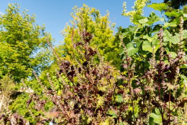 Zürih, İsviçre, 15 Eylül 2025 Perilla Frutescens var Crispa veya botanik bahçesindeki deulkkae fabrikası
