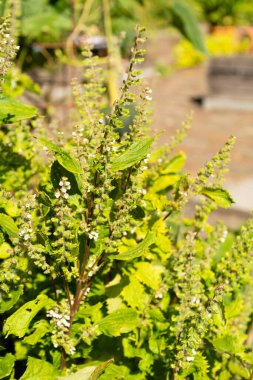 Zürih, İsviçre, 15 Eylül 2025 Perilla Frutescens var Crispa veya botanik bahçesindeki deulkkae fabrikası
