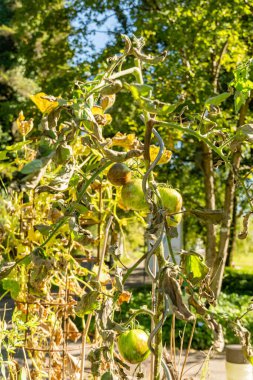 Zürih, İsviçre, 15 Eylül 2025 Solanum Lycopersicum veya botanik bahçesindeki domates bitkisi
