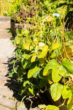 Zürih, İsviçre, 15 Eylül 2025 Vigna Unguiculata ssssp Sesquipedalis ya da botanik bahçesindeki inek bezelyesi bitkisi