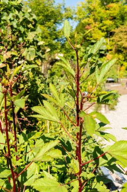Zürih, İsviçre, 15 Eylül 2025 Hibiscus Sabdariffa veya botanik bahçesindeki Roselle bitkisi