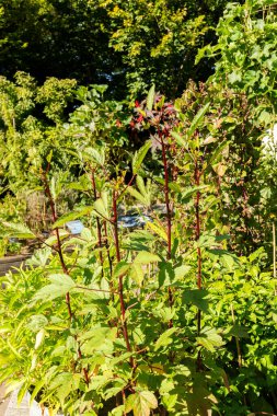 Zürih, İsviçre, 15 Eylül 2025 Hibiscus Sabdariffa veya botanik bahçesindeki Roselle bitkisi