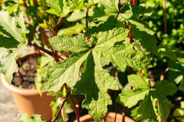 Zürih, İsviçre, 15 Eylül 2025 Hibiscus Esculentus veya botanik bahçesindeki bamya bitkisi