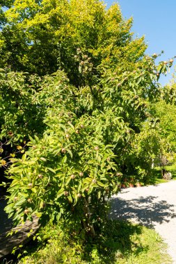 Zürih, İsviçre, 15 Eylül 2025 Mespilus Germanica veya botanik bahçesindeki medlar fabrikası