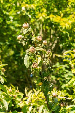 Zürih, İsviçre, 15 Eylül 2025 Mespilus Germanica veya botanik bahçesindeki medlar fabrikası