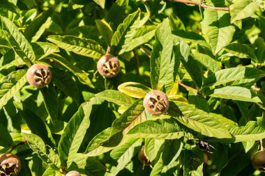 Zürih, İsviçre, 15 Eylül 2025 Mespilus Germanica veya botanik bahçesindeki medlar fabrikası