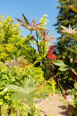 Zürih, İsviçre, 15 Eylül 2025 Ricinus Communis Carmencita veya botanik bahçesindeki hintyağı fabrikası