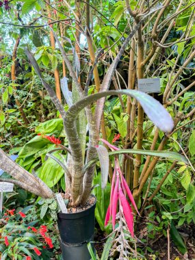 Zürih, İsviçre, 15 Eylül 2025 Zebrina bitkisi botanik bahçesinde.