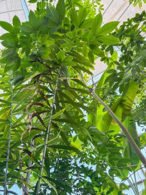 Zürih, İsviçre, 15 Eylül 2025 Salacca Zalacca veya Botanik Bahçesi 'nde bulunan bir tesis.