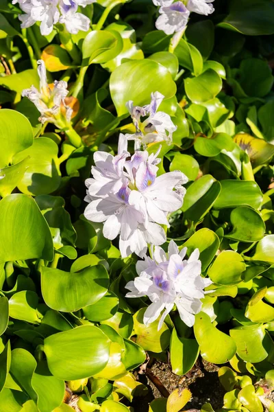 Zürih, İsviçre, 15 Eylül 2025 Pistia Stratiotes veya botanik bahçesindeki su lahana fabrikası