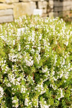 Saint Gallen, İsviçre, 19 Ekim 2025 Satureja Spicigera veya botanik bahçesindeki sürünen baharat bitkisi