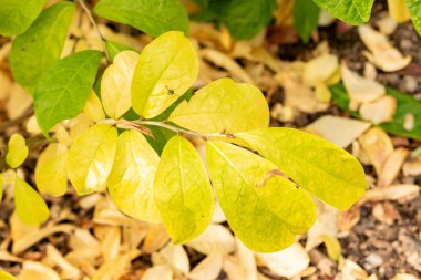 Saint Gallen, İsviçre, 19 Ekim 2025 Orixa Japonica veya botanik bahçesindeki Doğu Asya orixa fabrikası