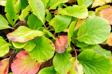 Saint Gallen, İsviçre, 19 Ekim 2025 Bergenia Cordifolia veya botanik bahçesindeki deri bergenia bitkisi