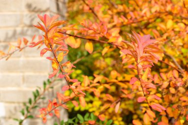 Saint Gallen, İsviçre, 19 Ekim 2025 Spiraea Nipponica bitkisi botanik bahçesinde.