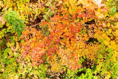 Saint Gallen, İsviçre, 19 Ekim 2025 Spiraea Nipponica bitkisi botanik bahçesinde.