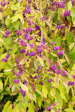 Saint Gallen, İsviçre, 19 Ekim 2025 Callicarpa Bodinieri var Giraldii veya botanik bahçesindeki Bodiniers güzellik üzümü bitkisi