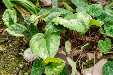 Saint Gallen, İsviçre, 19 Ekim 2025 Botanik Bahçesindeki Cyclamen Africanum fabrikası