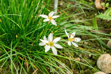 Saint Gallen, İsviçre, 19 Ekim 2025 Zephyranthes Candida veya botanik bahçesindeki Peru bataklık zambağı bitkisi