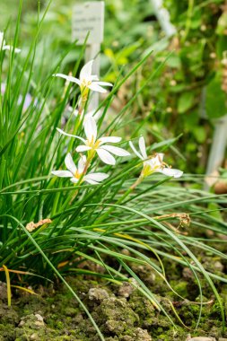 Saint Gallen, İsviçre, 19 Ekim 2025 Zephyranthes Candida veya botanik bahçesindeki Peru bataklık zambağı bitkisi