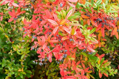 Saint Gallen, İsviçre, 19 Ekim 2025 Berberis Julianae veya botanik bahçesindeki keklik üzümü bitkisi