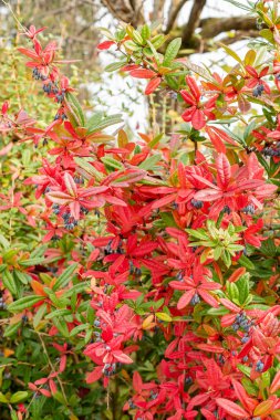 Saint Gallen, İsviçre, 19 Ekim 2025 Berberis Julianae veya botanik bahçesindeki keklik üzümü bitkisi