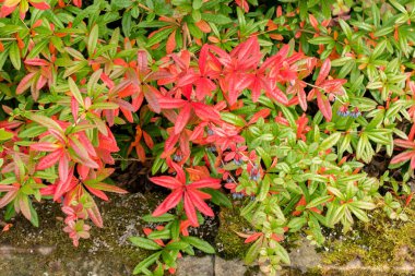 Saint Gallen, İsviçre, 19 Ekim 2025 Berberis Julianae veya botanik bahçesindeki keklik üzümü bitkisi