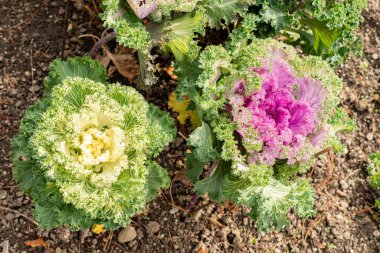 Saint Gallen, İsviçre, 19 Ekim 2025 Brassica Oleracea Acephala veya botanik bahçesindeki yabani lahana bitkisi