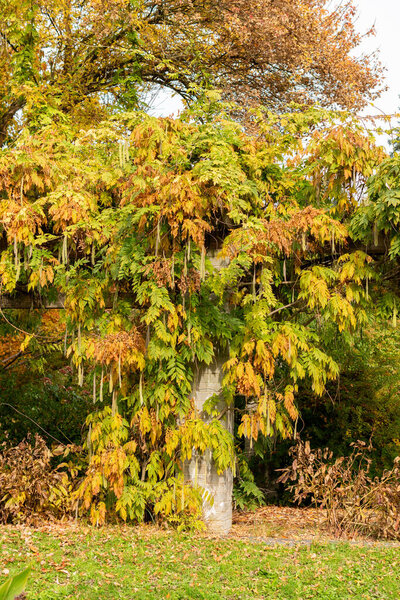 Saint Gallen, Switzerland, October 19, 2025 Wisteria Floribunda Shiro Noda plant at the botanical garden
