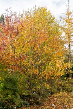 Saint Gallen, İsviçre, 29 Ekim 2025 Malus Baccata veya botanik bahçesindeki Sibirya yaban elması ağacı