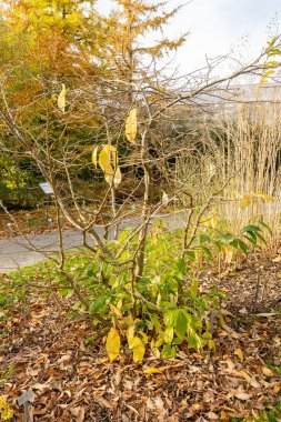Saint Gallen, İsviçre, 29 Ekim 2025 Orixa Japonica veya botanik bahçesindeki Doğu Asya Orixa fabrikası