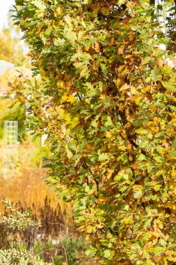 Saint Gallen, İsviçre, 29 Ekim 2025 Quercus Robur Fastigiata Koster veya botanik bahçesindeki pedunculate fabrikası
