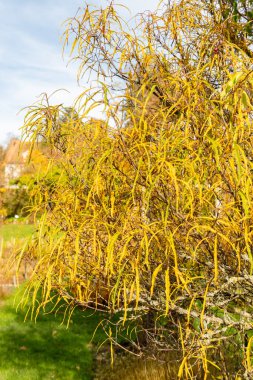 Saint Gallen, İsviçre, 29 Ekim 2025 Frangula Alnus Asplenifolius veya botanik bahçesindeki kızılağaç dikeni bitkisi