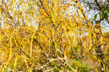 Saint Gallen, İsviçre, 29 Ekim 2025 Frangula Alnus Asplenifolius veya botanik bahçesindeki kızılağaç dikeni bitkisi