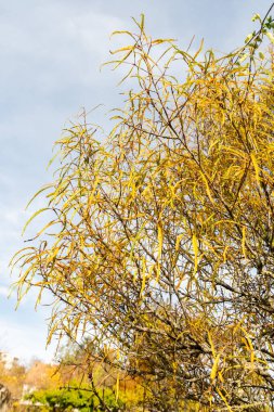 Saint Gallen, İsviçre, 29 Ekim 2025 Frangula Alnus Asplenifolius veya botanik bahçesindeki kızılağaç dikeni bitkisi