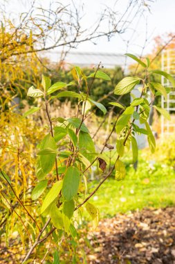Saint Gallen, İsviçre, 29 Ekim 2025 Ceanothus X Delilianus Henri Desfosse bitkisi botanik bahçesinde