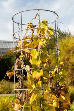 Saint Gallen, İsviçre, 29 Ekim 2025 Aristolochia Kaempferi bitkisi botanik bahçesinde.