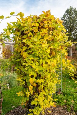 Saint Gallen, İsviçre, 29 Ekim 2025 Smilax Tamnoides veya botanik bahçesindeki dikenli yeşil bitki