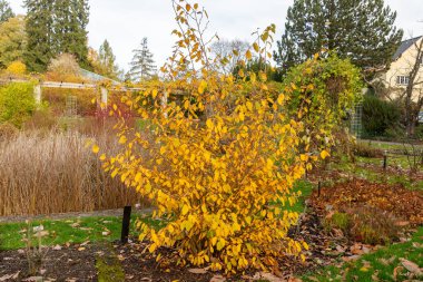 Saint Gallen, İsviçre, 29 Ekim 2025 Corylopsis Veitchiana bitkisi botanik bahçesinde