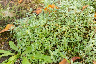 Saint Gallen, İsviçre, 29 Ekim 2025 Botanik Bahçesindeki Tomentosum Fabrikası