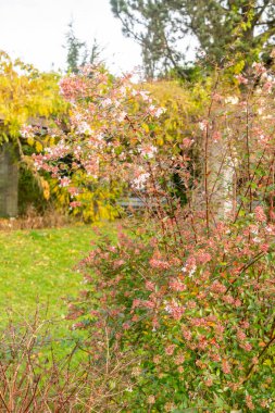 Saint Gallen, İsviçre, 29 Ekim 2025 Abelia X Grandiflora bitkisi botanik bahçesinde.