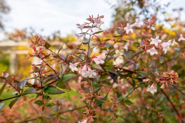Saint Gallen, İsviçre, 29 Ekim 2025 Abelia X Grandiflora bitkisi botanik bahçesinde.