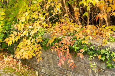 Saint Gallen, İsviçre, 29 Ekim 2025 Kolkwitzia Amabilis veya botanik bahçesindeki güzellik çalı bitkisi