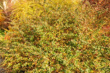 Saint Gallen, İsviçre, 29 Ekim 2025 Berberis Mentorensis tesisi botanik bahçesinde.